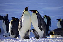 Two Emperor penguins (Aptenodytes forsteri) with chicks interacting, Antarctica, August.