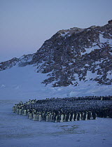 Emperor penguin (Aptenodytes forsteri) huddle revolving, Antarctica, June.