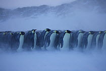 Emperor penguin (Aptenodytes forsteri) huddle in bad weather, Antarctica, July.