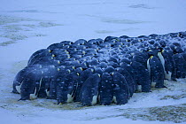 Emperor penguin (Aptenodytes forsteri) huddle in snow, Antarctica, May.