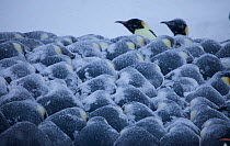Emperor penguin (Aptenodytes forsteri) huddle in bad weather, Antarctica, May.