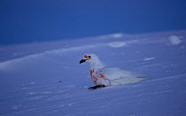 Snow petrel (Pagodroma nivea) with orange patches of gastric oil on feathers, sitting on snow, Antarctica, November.