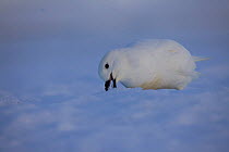 Snow petrel (Pagodroma nivea) pecking at snow to use to clean feathers, Antarctica, January.