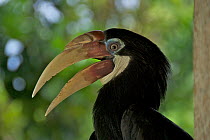 Blyth's hornbill (Aceros / Rhyticeros plicatus) calling, Gatokae Island, Western Province, Solomon Islands.