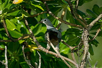 Island imperial / Grey fruit pigeon (Ducula pistrinaria) perched in tree, Kicha Island, Solomon Islands.