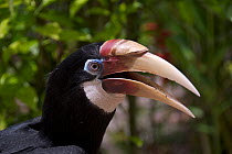 Blyth's hornbill (Aceros / Rhyticeros  plicatus) calling, Gatokae Island, Western Province, Solomon Islands.