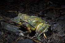 Solomon Islands eyelash frog (Ceratobatrachus guentheri) portrait, Solomon Islands.