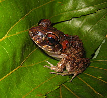 Frog (Platymantis sp) sitting on leaf, Solomon Islands.