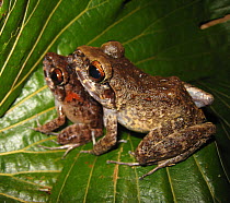 Frog (Platymantis sp) pair sitting on leaf, Solomon Islands.