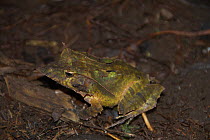 Solomon Islands eyelash frog (Ceratobatrachus guentheri) on ground, Solomon Islands.