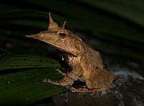 Solomon Islands eyelash frog (Ceratobatrachus guentheri) sitting on leaf, Solomon Islands.