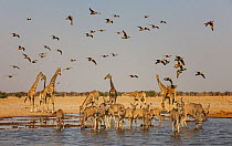 Kudu (Tragelaphus strepsiceros) herd drinking with Giraffes (Giraffa camelopardalis) and Namaqua Sandgrouse (Pterocles namaqua) and Burchell's Sandgrouse (Pterocles burchelli) Etosha National Park, Na...