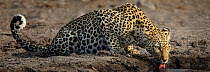 Leopard (Panthera pardus) drinking, Etosha National Park, Namibia.