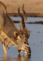 Kudu (Tragelaphus strepsiceros) male drinking, Etosha National Park, Namibia.