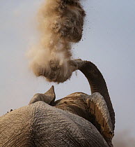 elephant  (Loxodonta africana) dusting using trunk. Etosha National Park, Namibia.
