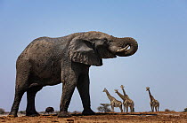 African elephant (Loxodonta africana) with Giraffes (Giraffa camelopardalis) and an Ostrich (Struthio camelus) in background. Etosha National Park, Namibia.