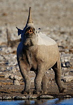 Black rhinoceros (Diceros bicornis) showing flehmen response, Etosha National Park, Namibia.