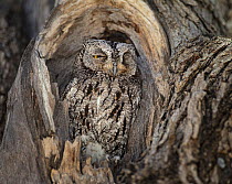 African scops owl (Otus senegalensis) resting in tree hole, Etosha National Park, Namibia.
