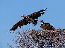 Lappet-faced vulture (Torgos tracheliotus) pair at the nest. Etosha National Park, Namibia.