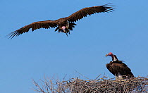 Lappet-faced vulture (Torgos tracheliotus) pair at the nest. Etosha National Park, Namibia.