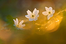 Wood anemone (Anemone nemorosa) in late evening sunlight, New Forest National Park, Hampshire, England, UK, April.