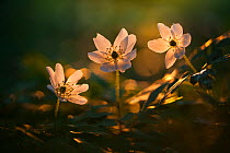 Wood anemone (Anemone nemorosa) in late evening sunlight, New Forest National Park, Hampshire, England, UK, April.