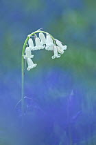 White form Bluebell (Hyacinthoides non-scripta) in flower, Hooke, Beaminster, Dorset, England, UK, May.