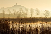 View towards Glastonbury Tor over reedbeds at dawn, Somerset, England, UK, March.