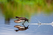 Female Tufted duck (Aythya fuligula) taking off from the surface of a lake, Catcott Lows, Somerset Levels, Somerset, England, UK, July.