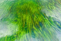 Submerged weeds in the River Test, near Longstock, Hampshire, England, UK, May.