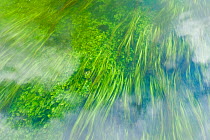 Submerged weeds in the River Test, near Longstock, Hampshire, England, UK, May.