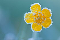 Meadow buttercup (Ranunculus acris) covered in hoar frost, Britford, Hampshire, England, UK, May.