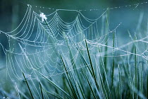Spider's web with dew droplets, spread between grasses covered in frost, Hampshire, England, UK, May.