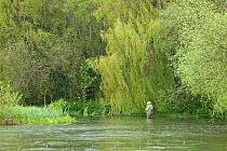 Fly fisherman on the River Itchen, Ovington, Hampshire, England, UK, May 2012.
