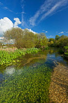 View of the River Itchen, Ovington, Hampshire, England, UK, May 2012.