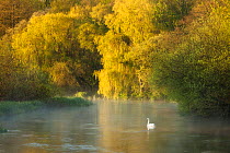 Mute swan (Cygnus olor) on the River Itchen at dawn, Ovington, Hampshire, England, UK, May 2012.