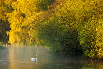 Mute swan (Cygnus olor) on the River Itchen at dawn, Ovington, Hampshire, England, UK, May 2012.