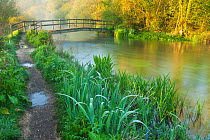View of the River Itchen at dawn, Ovington, Hampshire, England, UK, May 2012.