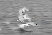 Mute swans (Cygnus olor) taking off, Abbotsbury Swannery, Dorset, England, UK