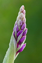 Early purple orchid (Orchis mascula) flower bud, just opening, Hardington Moor NNR, Somerset, England, UK, April.