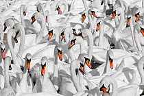 Flock of Mute swans (Cygnus olor), Abbotsbury Swannery, Dorset, England, UK, September. Did you know? Swans can put one leg on their backs and use it to thermoregulate in the same way as elephants use...