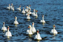 Flock of Mute swans (Cygnus olor), Abbotsbury Swannery, Dorset, England, UK, September.