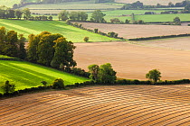 Chalk downland landscape with mixed farming, Cranborne Chase, Wiltshire, England, UK, September 2011.