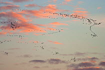 Flock of Pink footed geese (Anser brachyrhynchus) in flight at dusk, Norfolk, England, UK, October.