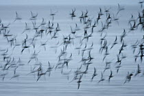 Flock ofKnot (Calidris canuta) in flight, with motion blur, Snettisham RSPB reserve, Norfolk, England, UK, October.