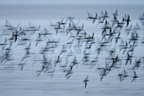 Knot (Calidris canuta), flock in flight with motion blur, Snettisham, Norfolk, England, UK
