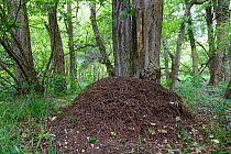 Red Wood Ant (Formica polyctena) nest in forest, Alsace, France, May