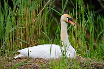 Mute swan (Cygnus olor) on nest, Offendorf Forest Reserve, Rhine, Alsace, France, May.