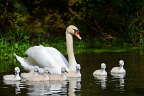 Mute swan (Cygnus olor) female swimming with cygnets less than one week old, Offendorf Forest Reserve, Rhine, Alsace, France, May.