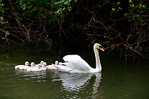 Mute swan (Cygnus olor) female swimming with cygnets less than one week old, Offendorf Forest Reserve, Rhine, Alsace, France, May.